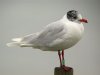 Mediterranean Gull at Southend Pier (Steve Arlow) (51536 bytes) Mediterranean Gull at Southend Pier (Steve Arlow) (51536 bytes)